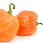 Habanero Peppers: The Fiery Stars of Culinary Creativity In the world of spicy ingredients, habanero peppers stand as vibrant and fiery ambassadors of flavor.