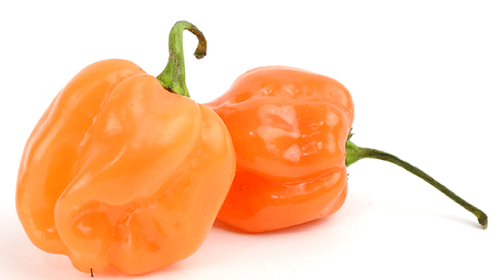 Habanero Peppers: The Fiery Stars of Culinary Creativity In the world of spicy ingredients, habanero peppers stand as vibrant and fiery ambassadors of flavor.