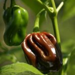 Chocolate Habanero