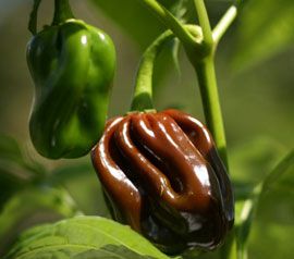 Chocolate Habanero