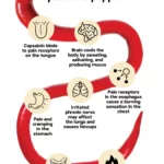 Health Benefits of Hot Peppers