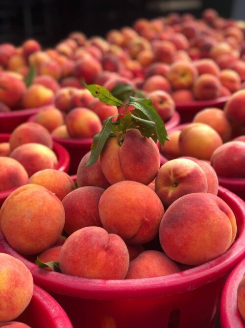 Summer Peach Festival Preserve - Blue Ribbon!