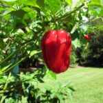 Ghost Pepper