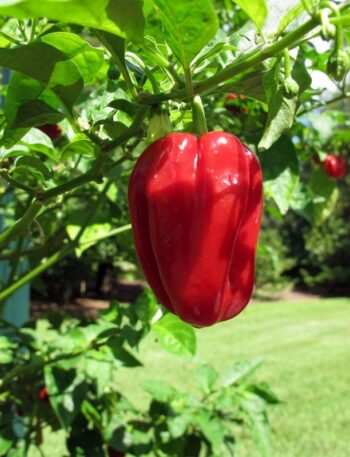 Ghost Pepper