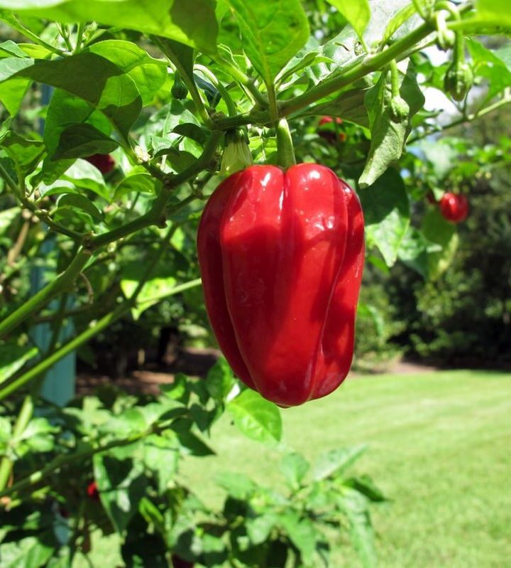 Ghost Pepper