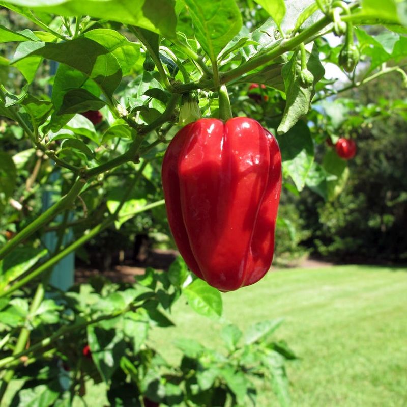Ghost Pepper